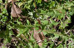 Common dandelion